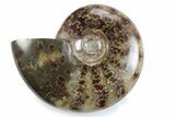 Polished Ammonite (Cleoniceras) Fossil - Madagascar #364950-1